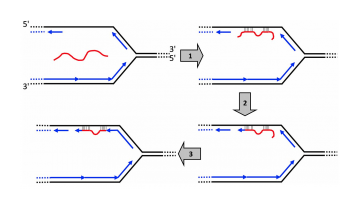 New mutation mechanism in human and bacterial genomes